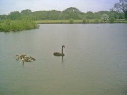 Black Swan on Borrowpit Lake, Tamworth Wallpaper