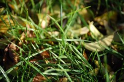 Grass on roadside, nr Birmingham. Wallpaper