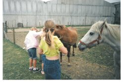 White Post Farm Park, Close to Farnsfield, Notts. 
Feeding the horses in 1990 Wallpaper