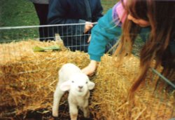 White Post Farm Park, Close to Farnsfield, Notts. Baby lamb in 1990 Wallpaper