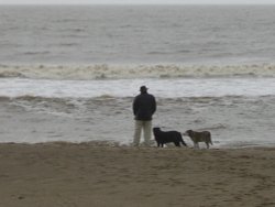 One man and his dogs on beach at Sutton on Sea, Lincolnshire.