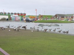 A taste of Canada, Queens Park, near Sutton on Sea, Lincolnshire. Wallpaper