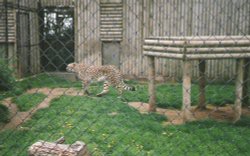 Twycross Zoo, Twycross, Leicestershire. 1996 Wallpaper