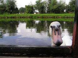 Curious Swan - River Cam at Fen Ditton Wallpaper