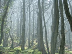 Morning mist on Exmoor Wallpaper