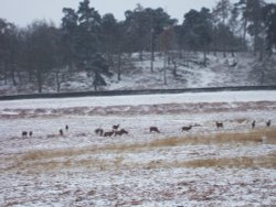 Group of stags in Bradgate Park in Leicester, Leicestershire. Wallpaper