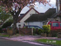 Pink Blossom Carpet at Pinner, Greater London Wallpaper