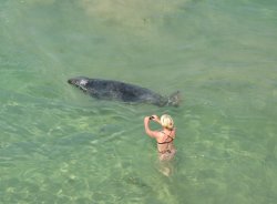 Seal in Newquay Harbour, July 2006. Canon Powershot 400 Wallpaper