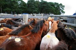 Beaulieu Road Pony Sales, New Forest, Hampshire Wallpaper