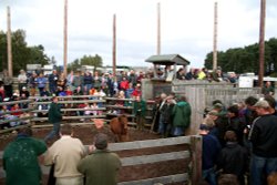 Beaulieu Road Pony Sales, New Forest, Hampshire Wallpaper