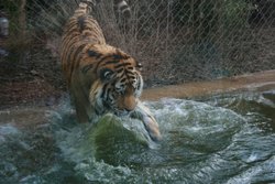 A Tiger paddling, Marwell Zoological Park, Hampshire Wallpaper