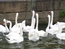 Swans on River Whitham, Lincoln Wallpaper