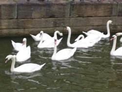 Swans on Whitham River, Lincoln Wallpaper