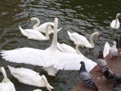 Swans on Whitham River, Lincoln Wallpaper