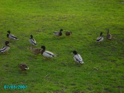 Ducks in Kings Park in Retford, Nottinghamshire Wallpaper