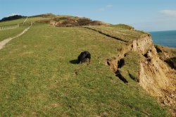 A picture of Charmouth Wallpaper