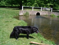 stream at bushey park