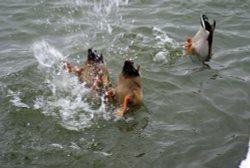 A picture of Talkin Tarn Country Park Wallpaper