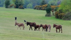 Golfer and donkeys sharing the fairway on Lyndhurst Golf Course, Lyndhurst, Hampshire Wallpaper