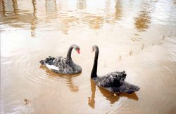 Black Swans, the symbol of the town, on The Brook in Dawlish town centre. Wallpaper