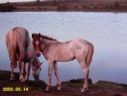 Mare and foal in the New Forest, Hampshire. Wallpaper