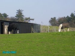 Horses at Manton at Worksop, Notts. Wallpaper