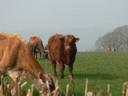 cows being nosey, on the somerset/devon border Wallpaper