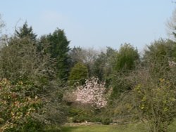 blossom in the coutryside. Somerset/devon borders Wallpaper