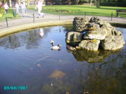 Mini pond in Kings Park with ducks.
In Retford, Nottinghamshire Wallpaper