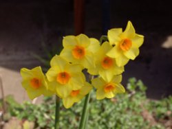 Narcissus showing us its spring in Worksop, Notts