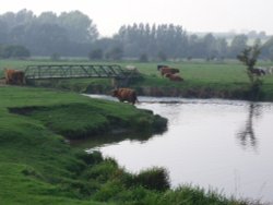 The water meadows with cattle.  Sudbury, Suffolk