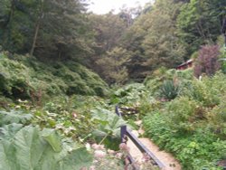 Shanklin Chine, Shanklin, Isle of Wight, 20 September 2005. Wallpaper