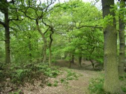 Swithland Woods, Leicestershire Wallpaper