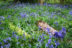 Around and about in Barwell, Leicestershire. 
Taken with canon eos 350d Wallpaper