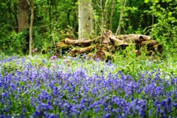 Blue bells at Barwell, Leicestershire Wallpaper