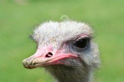 Young Ostrich,Marwell Zoo,Hampshire Wallpaper