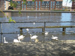 Swans on the Tees at Stockton-on-Tees, Cleveland Wallpaper