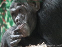 A picture of Monkey World Ape Rescue Centre Wallpaper