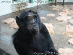 CHARLIE ( EVERYBODY LOVES CHARLIE)@Monkey World Ape Rescue Centre in Wareham Dorset! Wallpaper