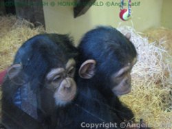 A picture of Monkey World Ape Rescue Centre