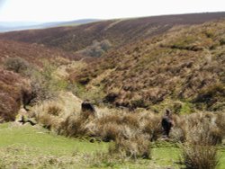 Another view of Exmoor with the moor's wild ponies in the foreground. Wallpaper