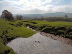 New chicks on the river Ure in Wensleydale, North Yorkshire Wallpaper