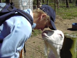 Up close and personel with goat in Wensleydale, North Yorkshire Wallpaper