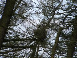 Heron on nest near West Burton, Wensleydale, April 2007 Wallpaper