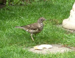 A beautiful Mistle Thrush on my lawn in Worksop, Nottinghamshire Wallpaper