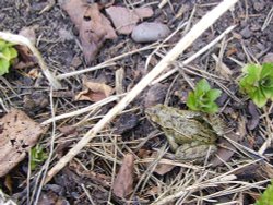 While gardening we found this bouncy little toad in our garden in Worksop, Nottinghamshire Wallpaper