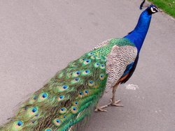 Strolling Peacock,  Leeds Castle, Kent Wallpaper