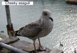 Waiting for a chip,  Ilfracombe in Devon. Wallpaper