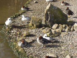 A flock of Smew and a Moorhen at Slimbridge Wildfowl & Wetlands Trust. Wallpaper