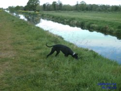 The Somerset levels near Glastonbury